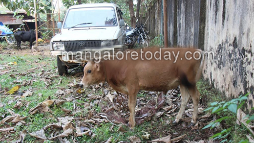 cow
